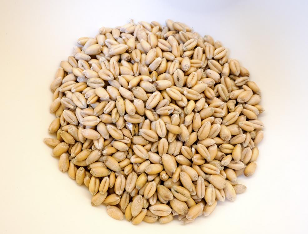 Soft Wheat Berries.jpg