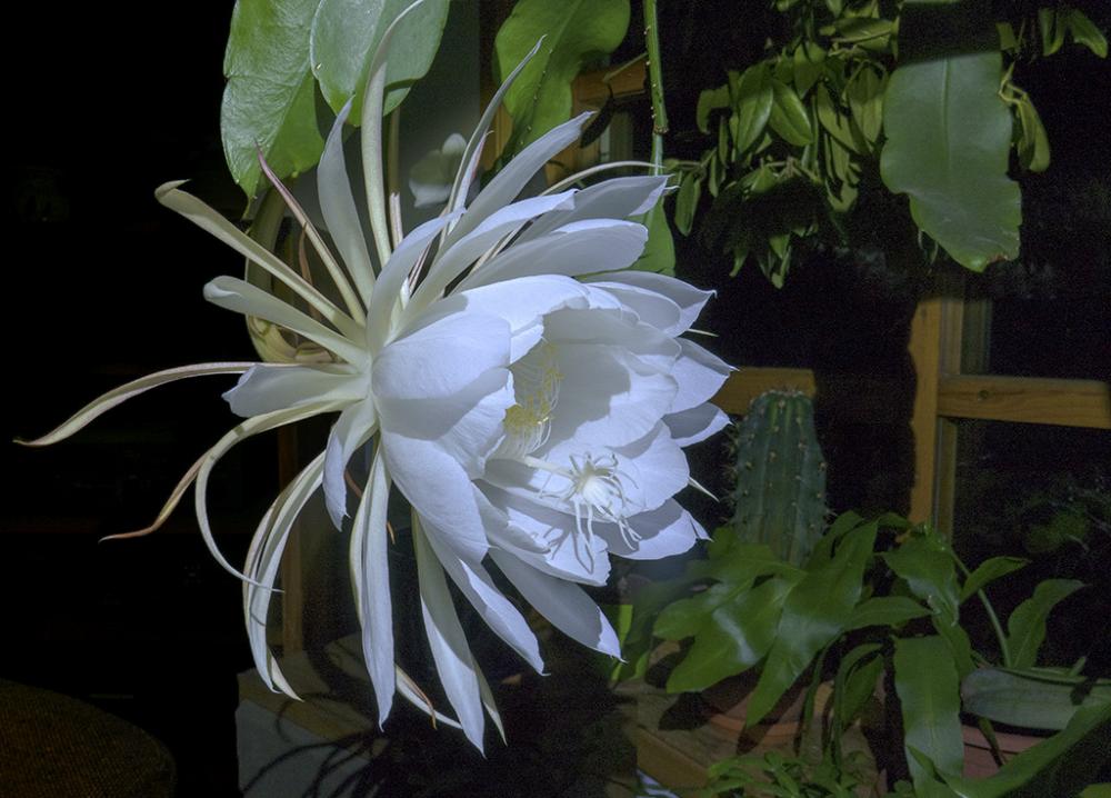 Night Blooming Cereus 1.jpg
