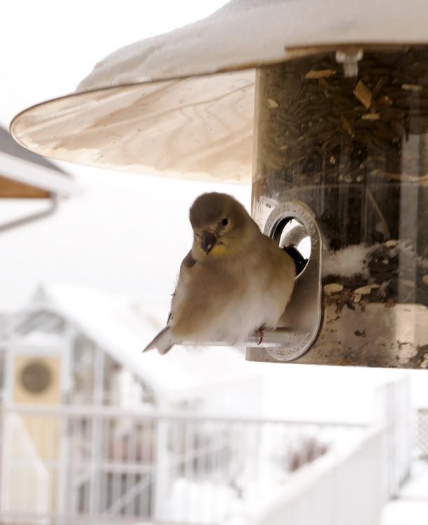 Goldfinch Eating.jpg