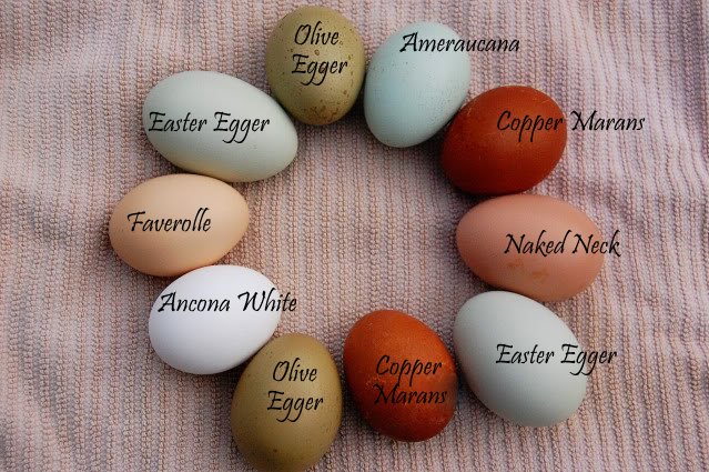 colored eggs.jpg