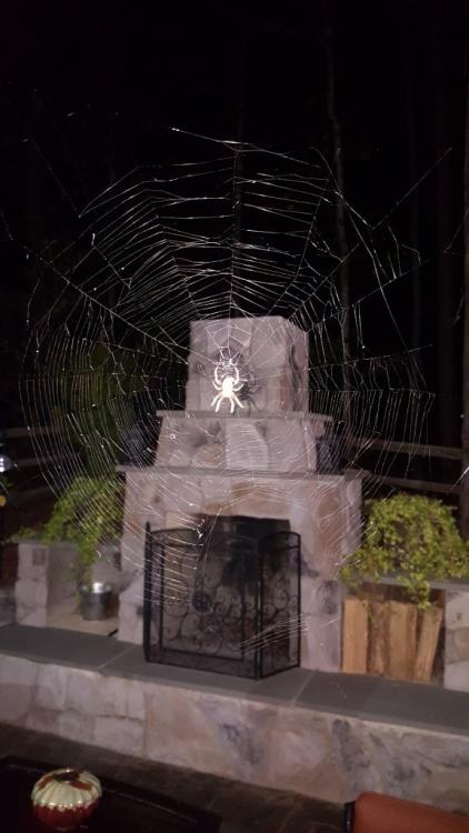 Spider Web 2.jpg