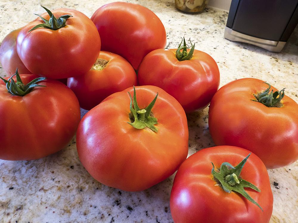 Tomatoes.thumb.jpg.0d5022c628f00248cf92a9a9a8a29abd.jpg